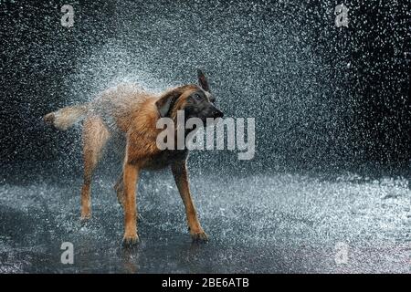 Chien race Malinois dans le studio. Banque D'Images