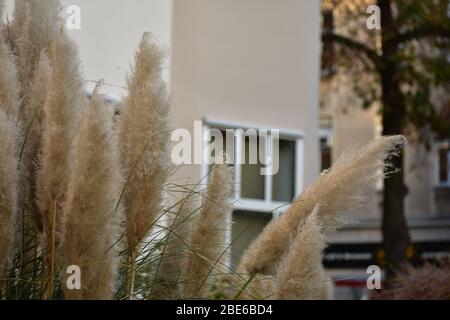 Pampas herbe devant le bâtiment d'appartements à Steglitz Berlin Banque D'Images