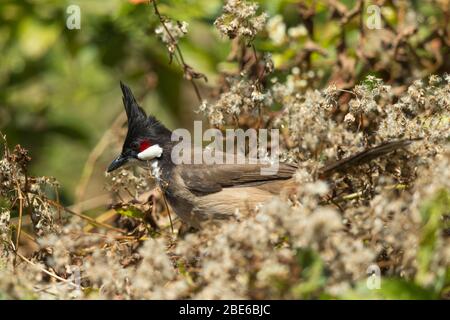 Bulbul Pycnonotus jocosus à chuchots rouges, adulte, perché dans un arbuste, Maï Po Marshes, Hong Kong, janvier Banque D'Images