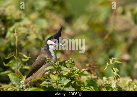 Bulbul Pycnonotus jocosus à chuchots rouges, adulte, perché dans un arbuste, Maï Po Marshes, Hong Kong, janvier Banque D'Images