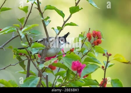 Bulbul Pycnonotus jocosus à chuchotement rouge, adulte, perché dans un arbuste fleuri, Tai po Kau, Hong Kong, janvier Banque D'Images