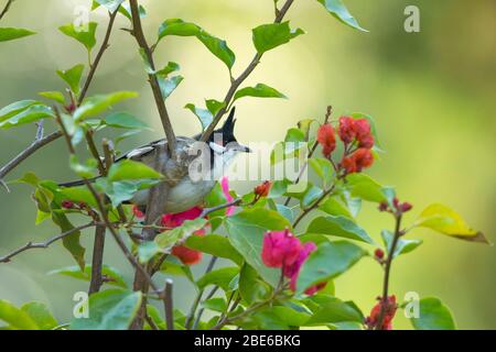 Bulbul Pycnonotus jocosus à chuchotement rouge, adulte, perché dans un arbuste fleuri, Tai po Kau, Hong Kong, janvier Banque D'Images