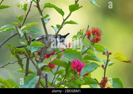 Bulbul Pycnonotus jocosus à chuchotement rouge, adulte, perché dans un arbuste fleuri, Tai po Kau, Hong Kong, janvier Banque D'Images