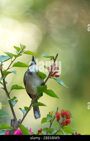 Bulbul Pycnonotus jocosus à chuchotement rouge, adulte, perché dans un arbuste fleuri, Tai po Kau, Hong Kong, janvier Banque D'Images