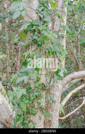 Civileuse grimpante - Ivy commun / hélice Hedera poussant sur le tronc d'un petit arbre. Concept de grince. Plante médicinale autrefois utilisée en médecine à base de plantes. Banque D'Images