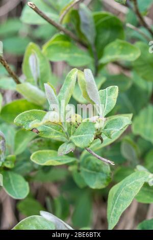 Les premières feuilles de miel sauvage / Lonicera périclymenum poussant à hedgeriw. Le chèvrede miel était une plante médicinale utilisée dans les remèdes à base de plantes. Banque D'Images