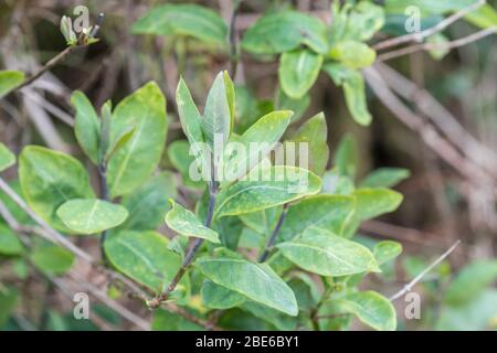 Les premières feuilles de miel sauvage / Lonicera périclymenum poussant à hedgeriw. Le chèvrede miel était une plante médicinale utilisée dans les remèdes à base de plantes. Banque D'Images