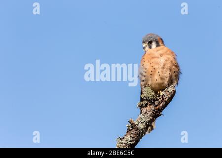 Un kestrel coloré perché sur une branche Banque D'Images