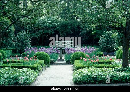 Tulipes pivy et roses coupées dans des lits formels de chaque côté du chemin à travers le jardin avec des boules de boîte et des iris bleus Banque D'Images