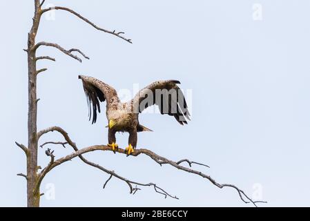 L'aigle à queue blanche est assis sur du pin mort Banque D'Images