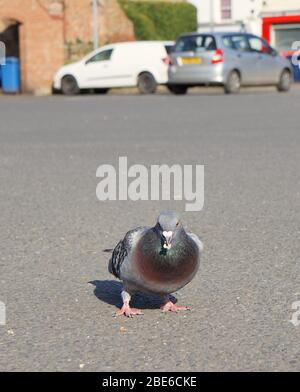 Un pigeon urbain avec de la nourriture dans sa bouche dans un parking vide au Royaume-Uni le jour 1 du confinement du coronavirus Banque D'Images