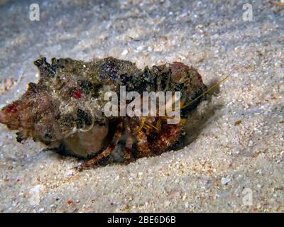 Anemone Hermit Crab (Dardanus pedunculatus) Banque D'Images