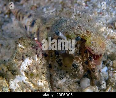 Un crabe Hermit (Dardanus sp.) Banque D'Images