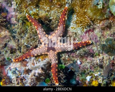 Étoile de mer à la menthe poivrée (Fromia monilis) Banque D'Images