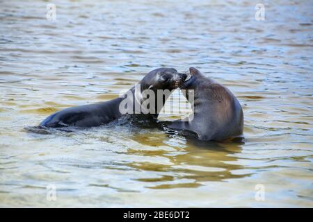 Les lions de mer des Galápagos jouant dans l'eau à Gardner Bay, l'île d'Espanola, parc national des Galapagos, Equateur. Ces lions de mer se reproduisent exclusivement dans le Galap Banque D'Images