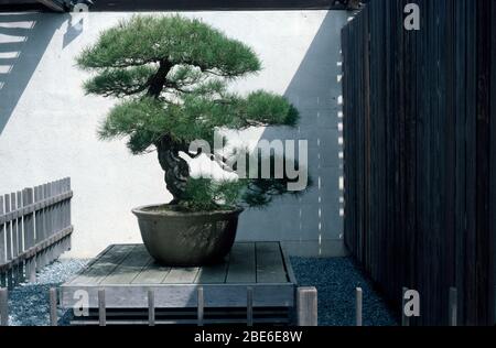 Arbre de pin Bonsai en pot Banque D'Images