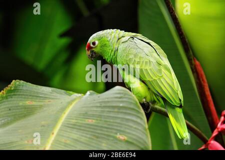 Perroquet rouge (Amazona autumnalis) assis dans un arbre, Costa Rica Banque D'Images
