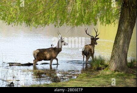 Deer dans le lac, au parc Wollaton, Nottingham Banque D'Images