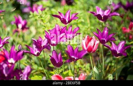 Tulipes de lys violettes avec feuilles vertes Banque D'Images