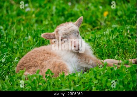 l'agneau brun mignon est allongé sur un pré vert au printemps Banque D'Images