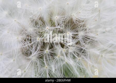 Gros plan sur les graines dans une horloge de danelion (Taraxacum officinale) Banque D'Images