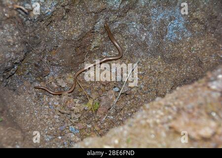 Un ver à angles morts marron ( Anguiis fragilis ) au sol Banque D'Images