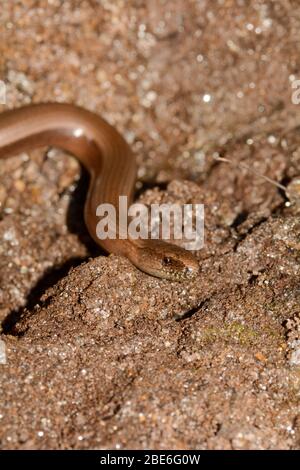 Tête un ver à angles morts marron ( Anguiis fragilis ) au sol Banque D'Images