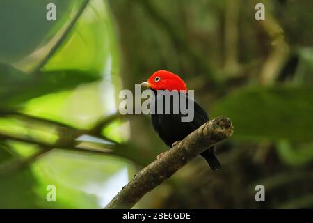 manakin (Ceratopipra mentalis) à capuchon rouge, assis sur une succursale, au Costa Rica Banque D'Images