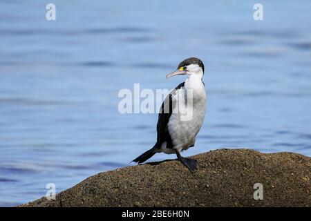Petit cormorant pié (Microcarbo melanoleucos) assis sur un rocher, parc national Abel Tasman, île du Sud, Nouvelle-Zélande Banque D'Images