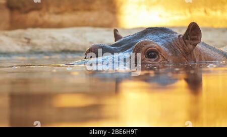 Hippo nage dans la rivière le soir. Face vers le haut Banque D'Images