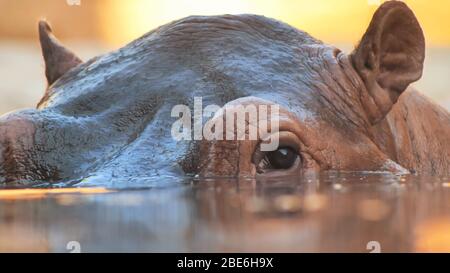 Hippo nage dans la rivière le soir. Face vers le haut Banque D'Images