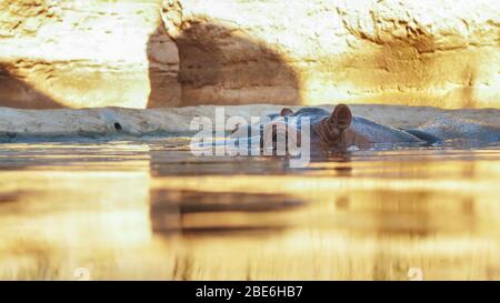 Hippo nage dans la rivière le soir. Face vers le haut Banque D'Images