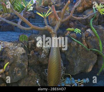 Cactus Pachypodium lamerol/lamerei (Madagascar). Il porte des feuilles, des épines et des fleurs blanches ou bleues parfumées et possède souvent un tronc gonflé. Lorsque la maturité est plus grande, le tronc devient argenté. Banque D'Images