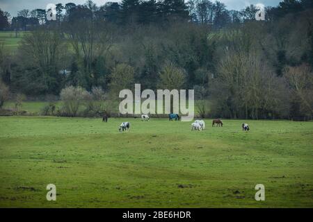 Chevaux patrain sur un champ vert Banque D'Images