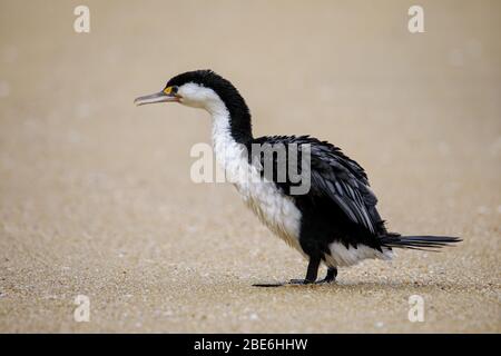 Petit cormorant pié (Microcarbo melanoleucos) marchant sur la plage, dans le parc national Abel Tasman, île du Sud, Nouvelle-Zélande Banque D'Images