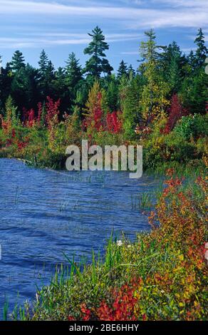 Lac Bearce, Moosehorn National Wildlife Refuge, Maine Banque D'Images