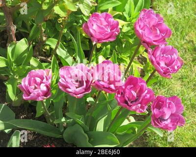 Un groupe de tulipes violettes à double tête et volants qui poussent à la frontière d'un jardin anglais. Banque D'Images
