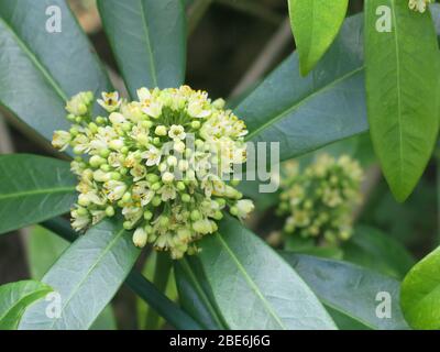 Gros plan de la tête de fleur d'une jaune crémeuse Skimmia confusa: Kew Green, avec les six feuilles charnues autour de lui, un arbuste à faible entretien pour le printemps. Banque D'Images