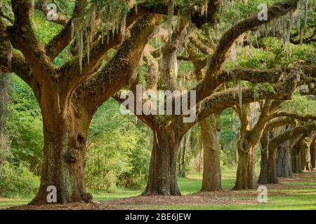 une allée d'arbres de chêne anciens à Boone Hall Plantation, Caroline du Sud Banque D'Images