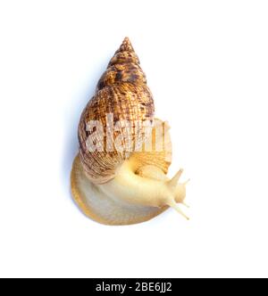 Un grand escargot - ahaatin ahatina brun - GIANT AFRICAN SNAIL Achatina fulica,, Lissachatina fulica Vue de dessus, close-up Banque D'Images