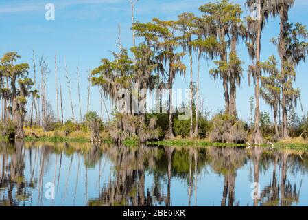 Le marais Okefenokee en printemps avec des eaux calmes réfléchissantes et des cyprès chauves. Banque D'Images