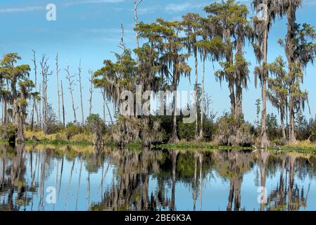 Le marais Okefenokee, une journée de printemps, est baigné d'eaux réfléchissantes et de cyprès chauves de rêve. Illustré Banque D'Images
