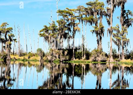 Le marais Okefenokee, une journée de printemps, est baigné d'eaux réfléchissantes et de cyprès chauves de rêve. Illustré Banque D'Images