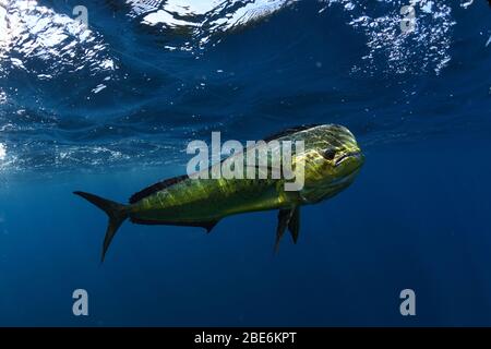 Mahi Mahi ou dauphin pêchent sur la ligne de baignade sous l'eau dans l'océan Atlantique au large de la côte de la Floride Banque D'Images