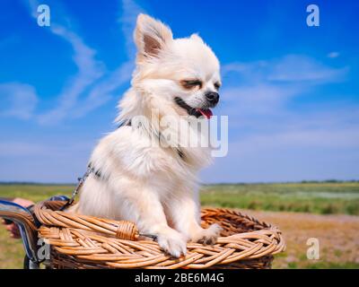 Petit chien Chihuahua qui monte sur le panier de vélo. Chiot voyageant avec des gens sur la route dans la région de dune de Schiermonnikoog île aux Pays-Bas. Actif Banque D'Images