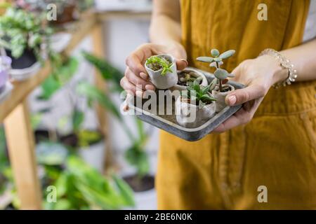 Femme jardinier tenant un ensemble de petits pots en céramique pour la germination des plantes avec des choux haworthia, cactus, crassula, succulents , plantes maison en pot sur b Banque D'Images