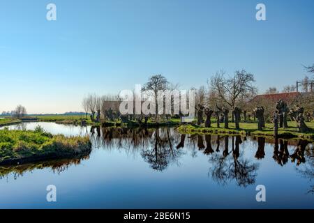 Pollard saule le long d'un fossé dans un paysage plus polder près de Rotterdam, aux Pays-Bas Banque D'Images