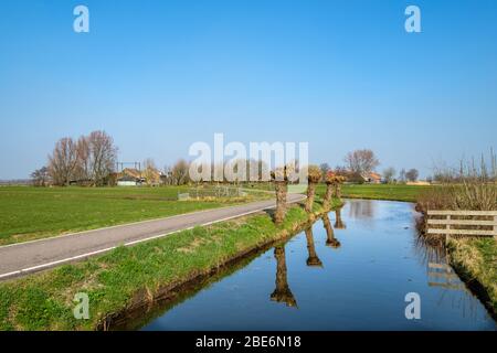 Pollard saule le long d'un fossé dans un paysage plus polder près de Rotterdam, aux Pays-Bas Banque D'Images