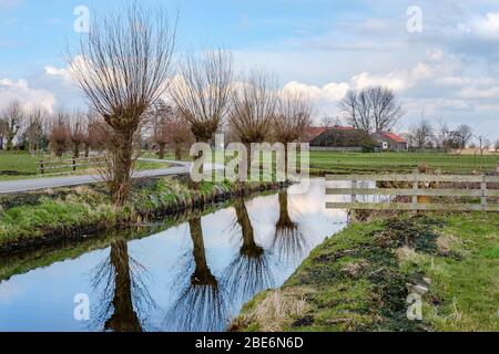 Pollard saule le long d'un fossé dans un beau paysage agricole de polder près de Rotterdam, aux Pays-Bas Banque D'Images