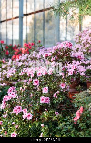 Floraison d'Azalées colorés et d'arbres tropicaux à l'vert dans la serre du jardin botanique de Saint-Pétersbourg en journée ensoleillée. Rhododendrons indoo en fleurs Banque D'Images